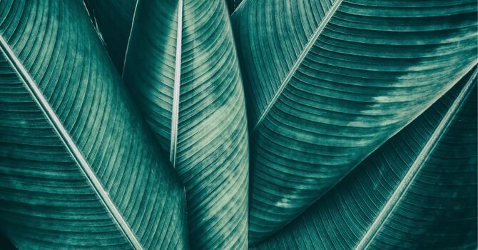 Labs Your Way Blood Draw