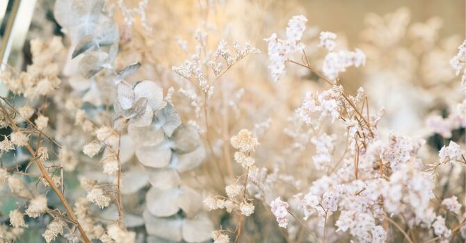 Long Pulse Yag/Vascular Reduction